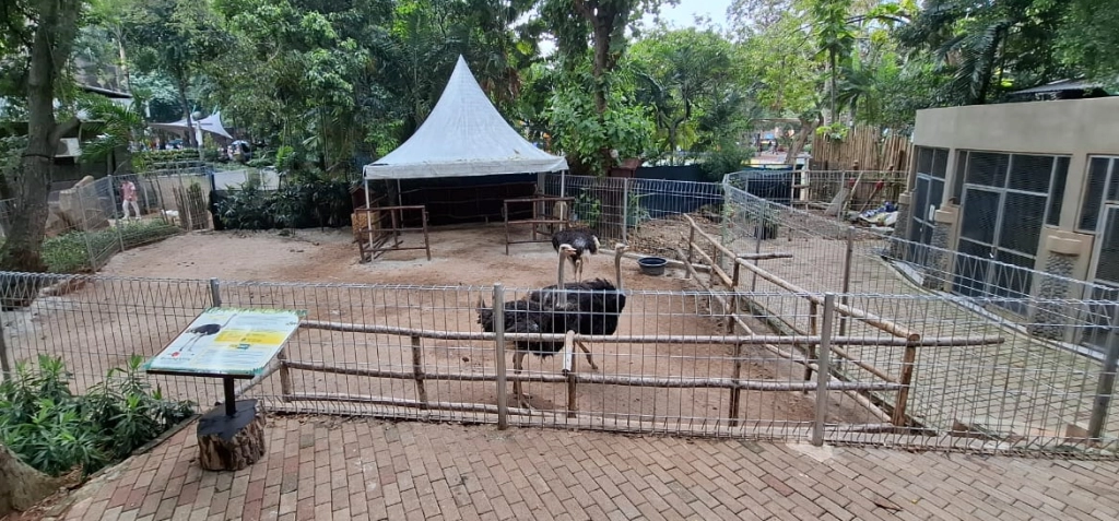 Ancol Taman Impian Hadirkan Burung Onta Wahana Edukasi Baru Edukasi 