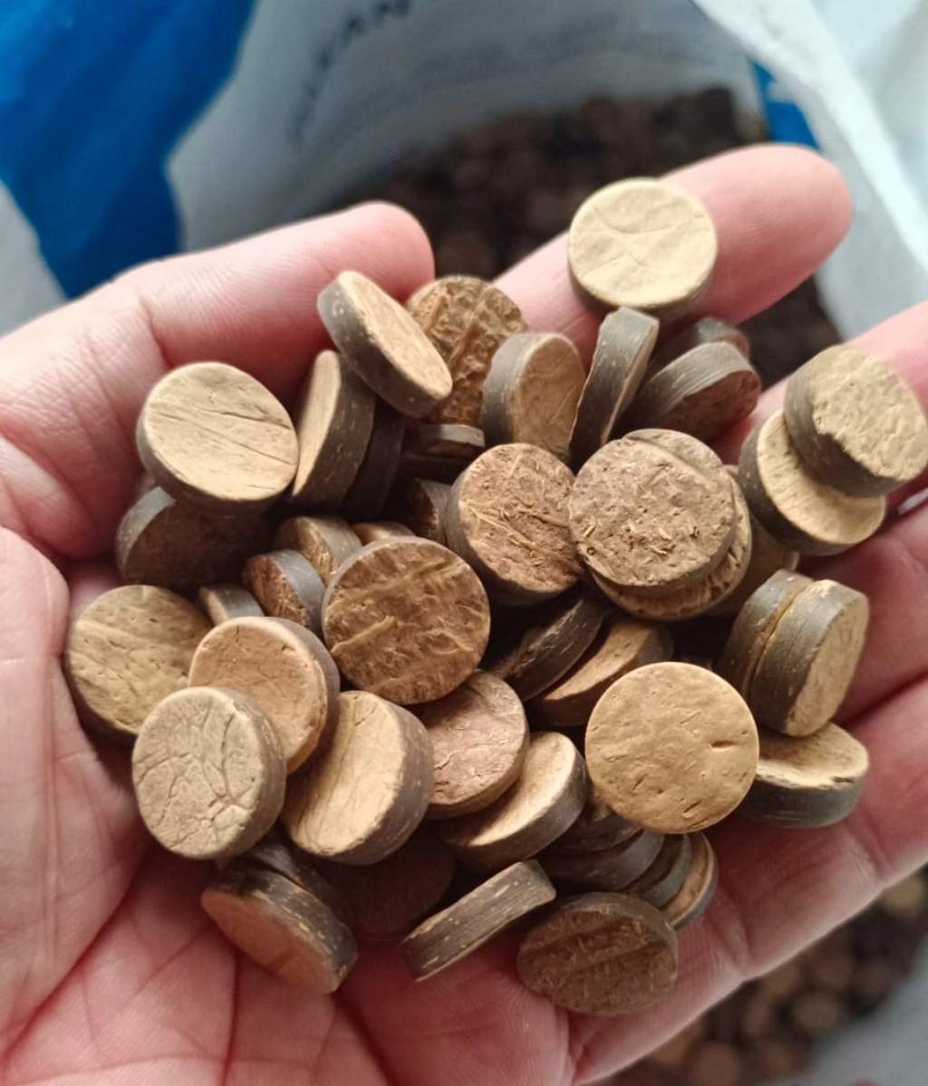 Batok Kelapa atau Tempurung 